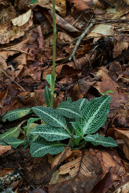 Goodyera pubescens (Downy Rattlesnake Plantain orchid) leaves