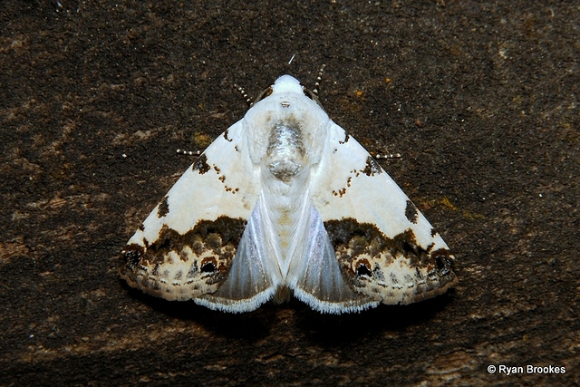 Acontia notabilis (Walker, 1857)