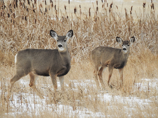 Mule Deer mom and youngster