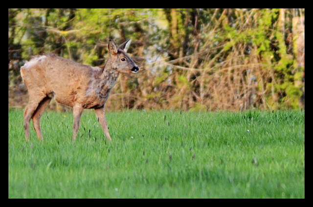 chevreuil en balade