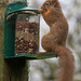 Red Squirrel finally figuring out after six months, how to access the nuts in the feeder!