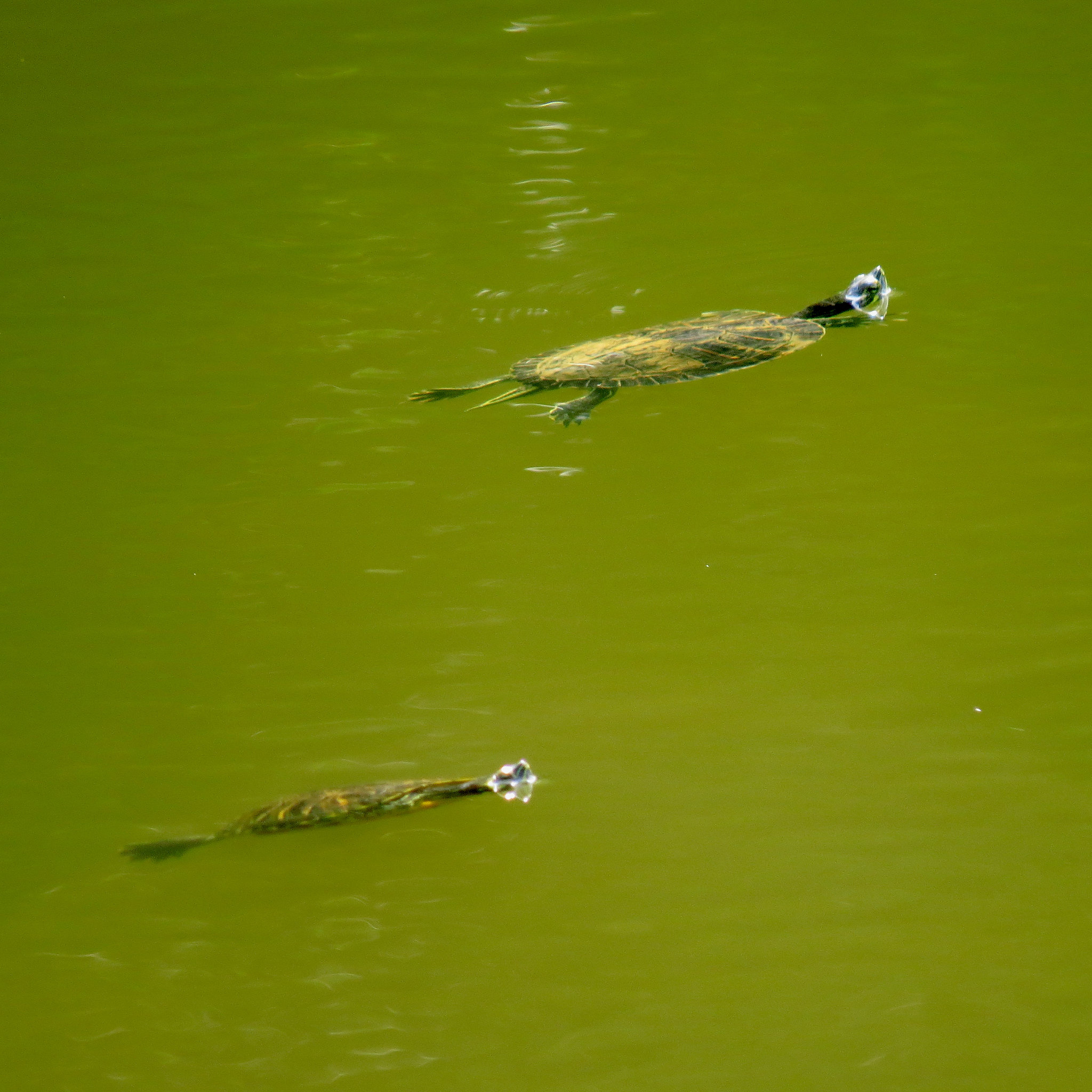 Painted turtles