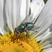 20230608 0756CPw [D~LIP] Schmeissfliege (Lucilia caesar) [Goldfliege], Bad Salzuflen