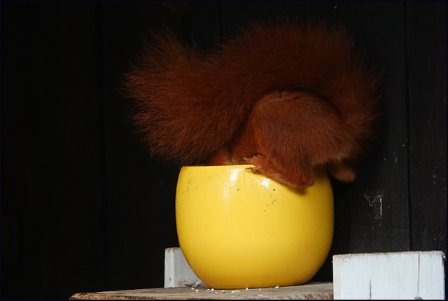 "Da muss doch noch Vogelfutter drin sein...!"