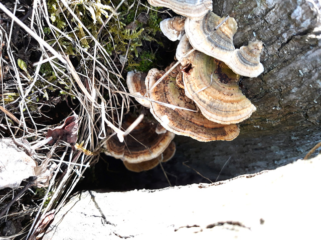 Fungi On A Branch