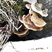 Fungi On A Branch