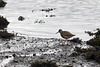 Redshank