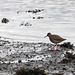 Redshank