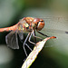 EOS R7 Peter Harriman 14 19 09 9158 commonDarter dpp