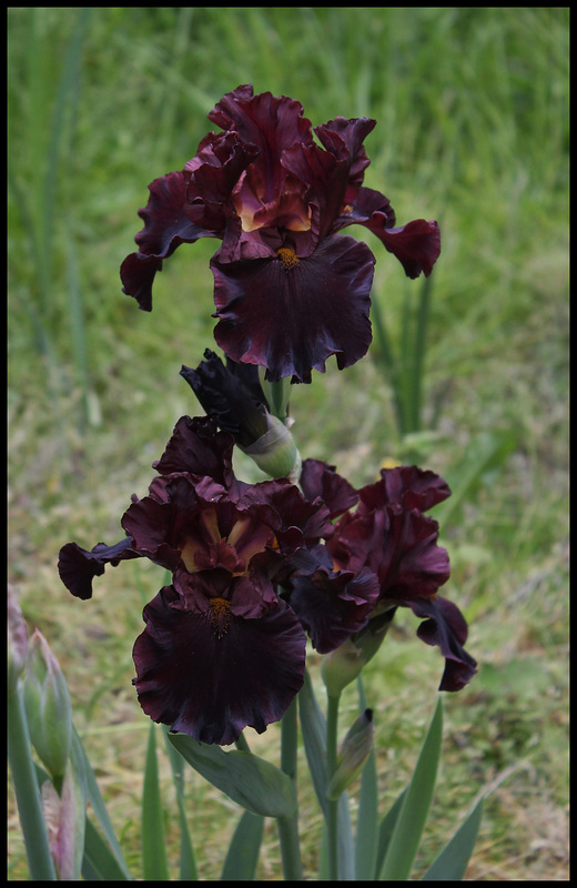 Iris Raptor Red (5)