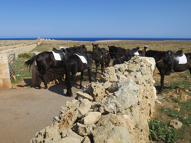 Pony Trekking