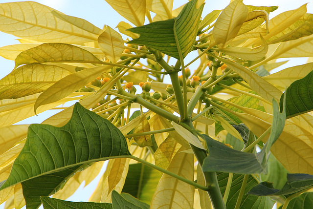 Poinsettia