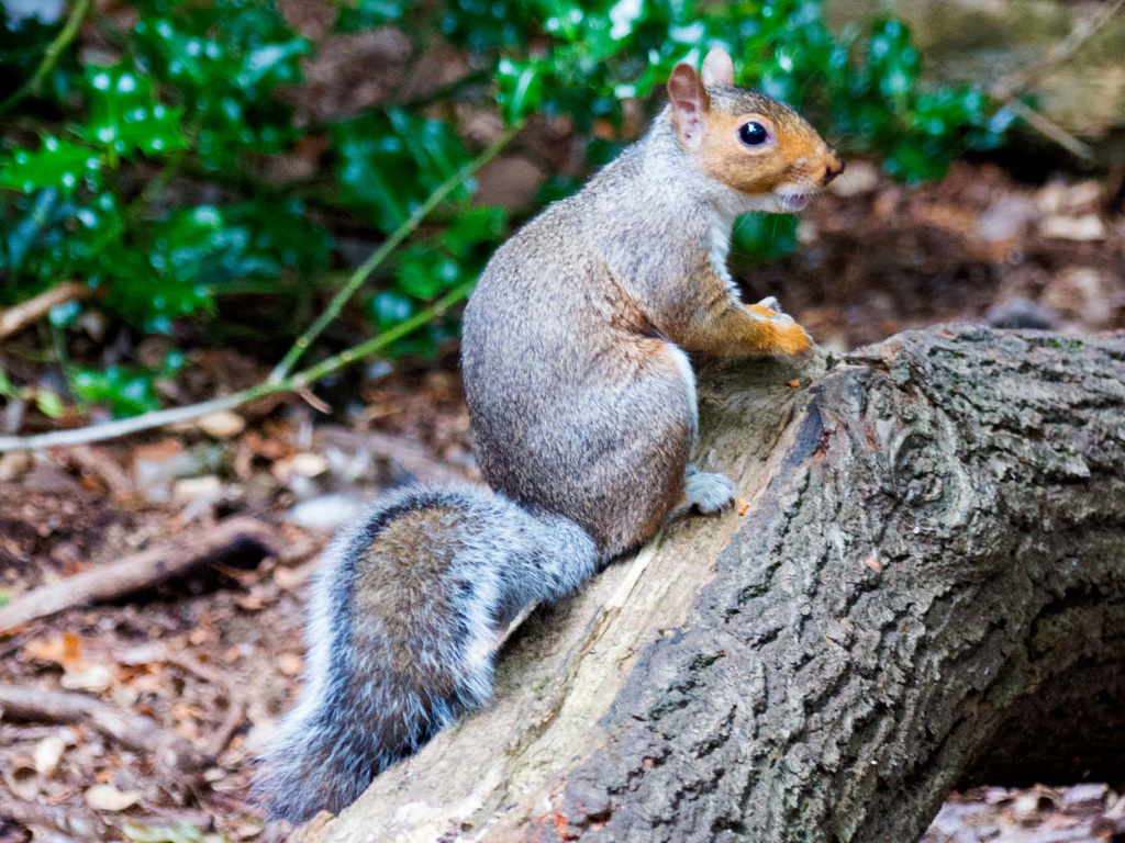 Squirrel 1