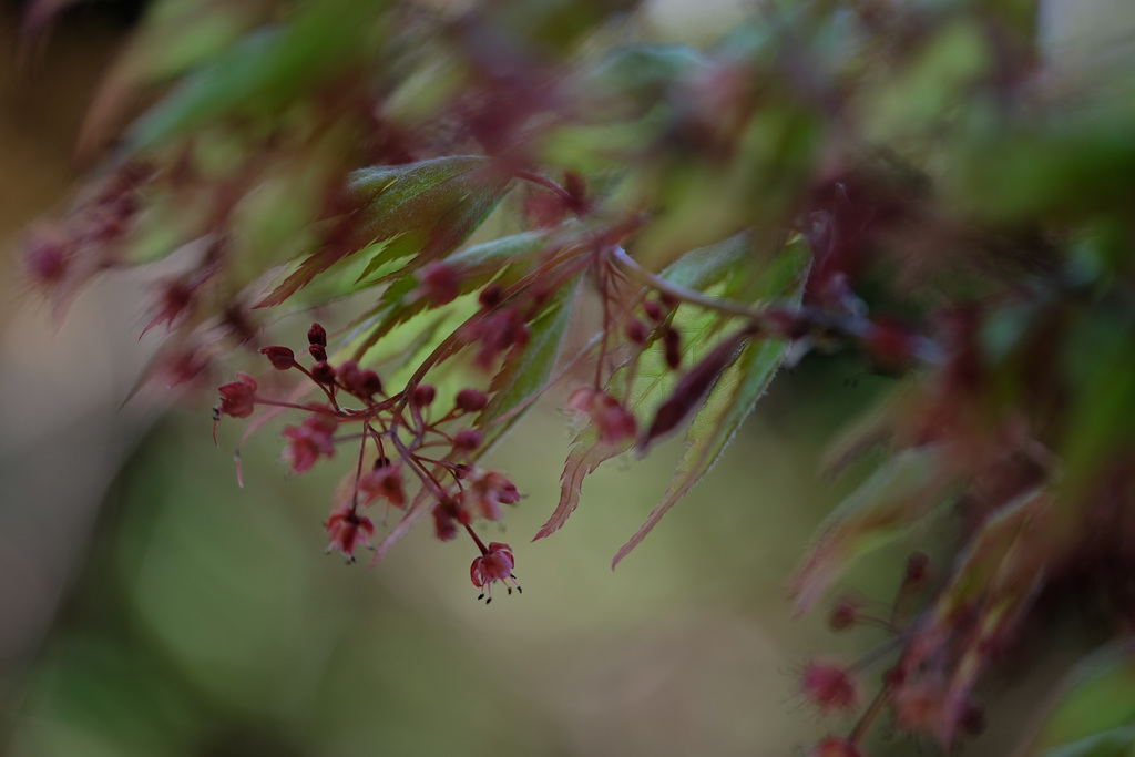 DSCF6517