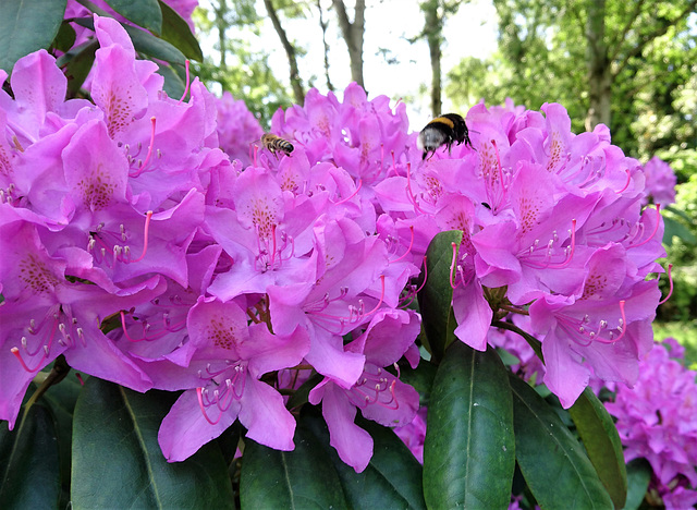 Rhododendron-Besucher