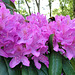 Rhododendron-Besucher