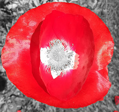 poppy colorkey