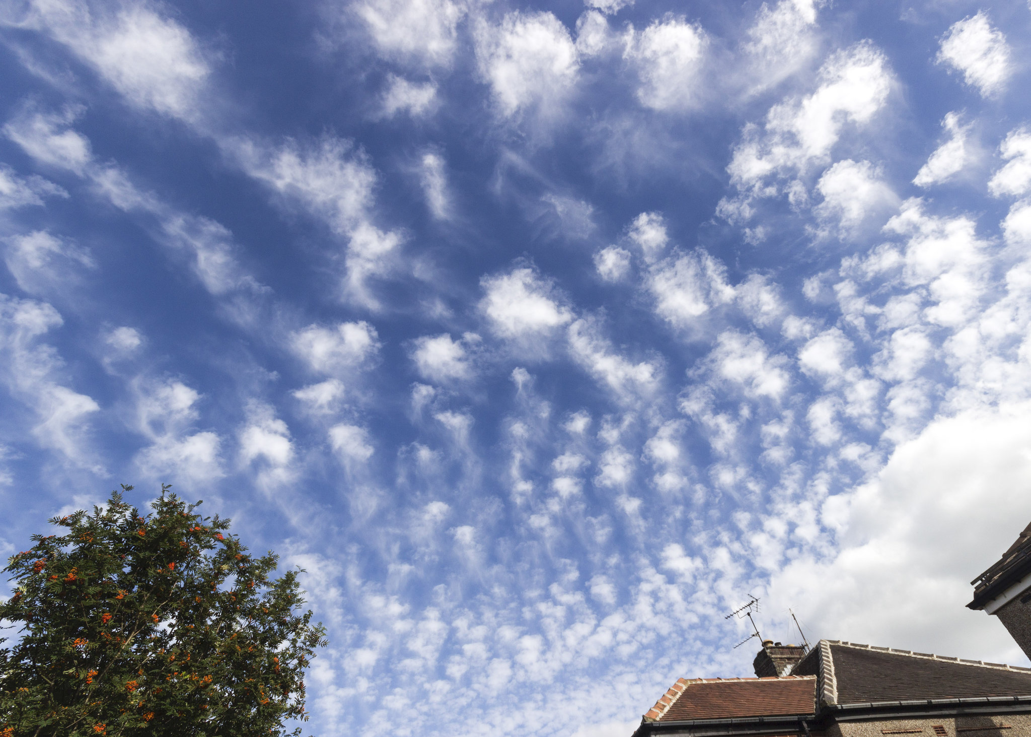 Altocumulus with fallstreaks