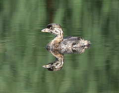 jeune grèbe à bec bigarré / young pied-billed grebe