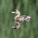 jeune grèbe à bec bigarré / young pied-billed grebe