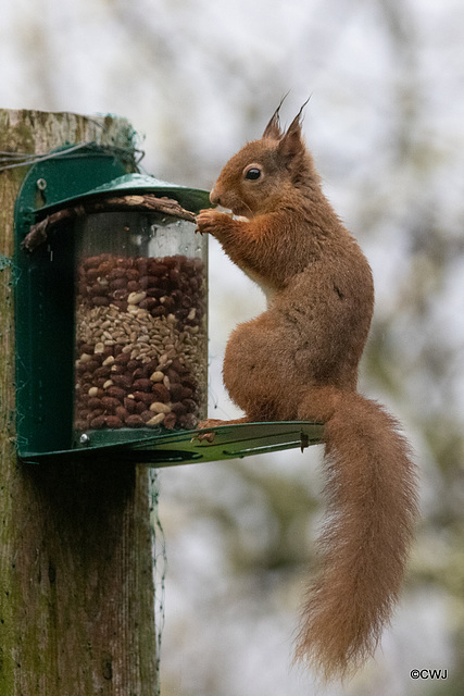 Red Squirrel finally figuring out after six months, how to access the nuts in the feeder!