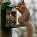 Red Squirrel finally figuring out after six months, how to access the nuts in the feeder!