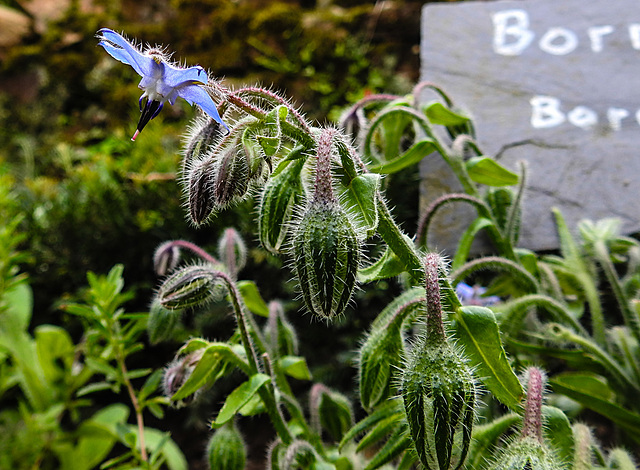 20220923 1790CPw [D~LIP] Borretsch (Borago officinalis) [Gurkenkraut], UWZ, Bad Salzuflen