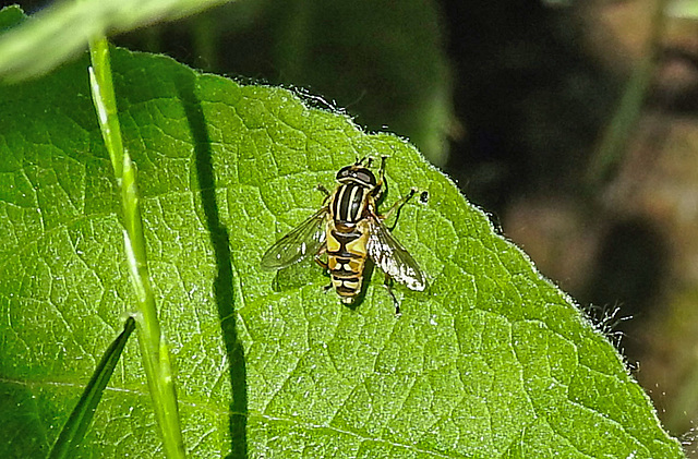 20230608 0761CPw [D~LIP] Hain-Schwebfliege (Episyrphus balteatus), Bad Salzuflen