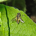 20230608 0761CPw [D~LIP] Hain-Schwebfliege (Episyrphus balteatus), Bad Salzuflen