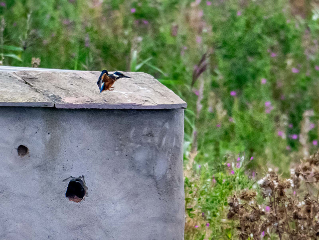 Kingfisher