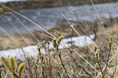 Auf Varanger: zwischen Syltefjord und Berlevåg