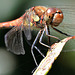 EOS R7 Peter Harriman 14 19 09 9158 2 commonDarter dpp