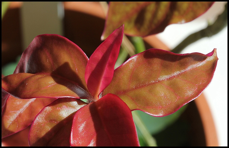 Pereskia aculeata 'Godseffiana'