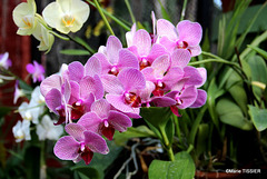 IMG 2326 ORCHIDEE