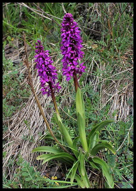 Orchis mascula (1)