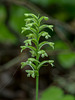 Gymnadeniopsis clavellata (Club-spur orchid)