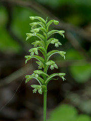 Gymnadeniopsis clavellata (Club-spur orchid)