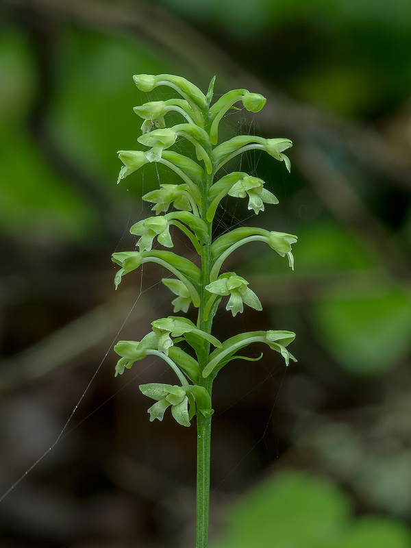 Gymnadeniopsis clavellata (Club-spur orchid)