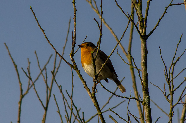 Robin