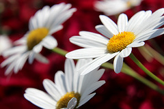 Marguerites