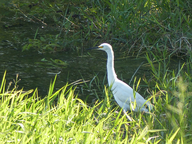 Cattle Egret at pond on way to Tobago airport