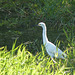 Cattle Egret at pond on way to Tobago airport