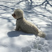Snowochrome with dog