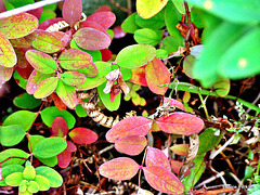 Multi-coloured Leaves.