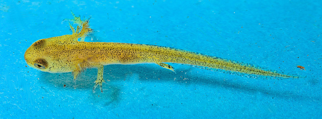 Newt tadpole, The real size is 13.7 mm, magnification is 1.4