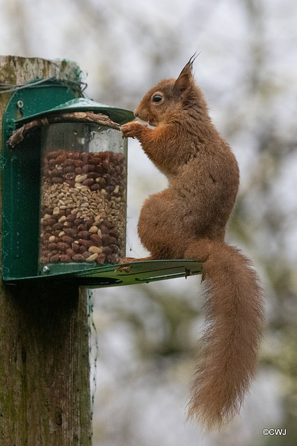 Red Squirrel finally figuring out after six months, how to access the nuts in the feeder!