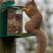 Red Squirrel finally figuring out after six months, how to access the nuts in the feeder!