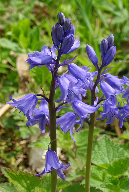 Blümchen am Wegesrand