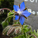 20220923 1791CPw [D~LIP] Borretsch (Borago officinalis) [Gurkenkraut], UWZ, Bad Salzuflen