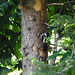 20230608 0779CPw [D~LIP] Buntspecht, Bad Salzuflen